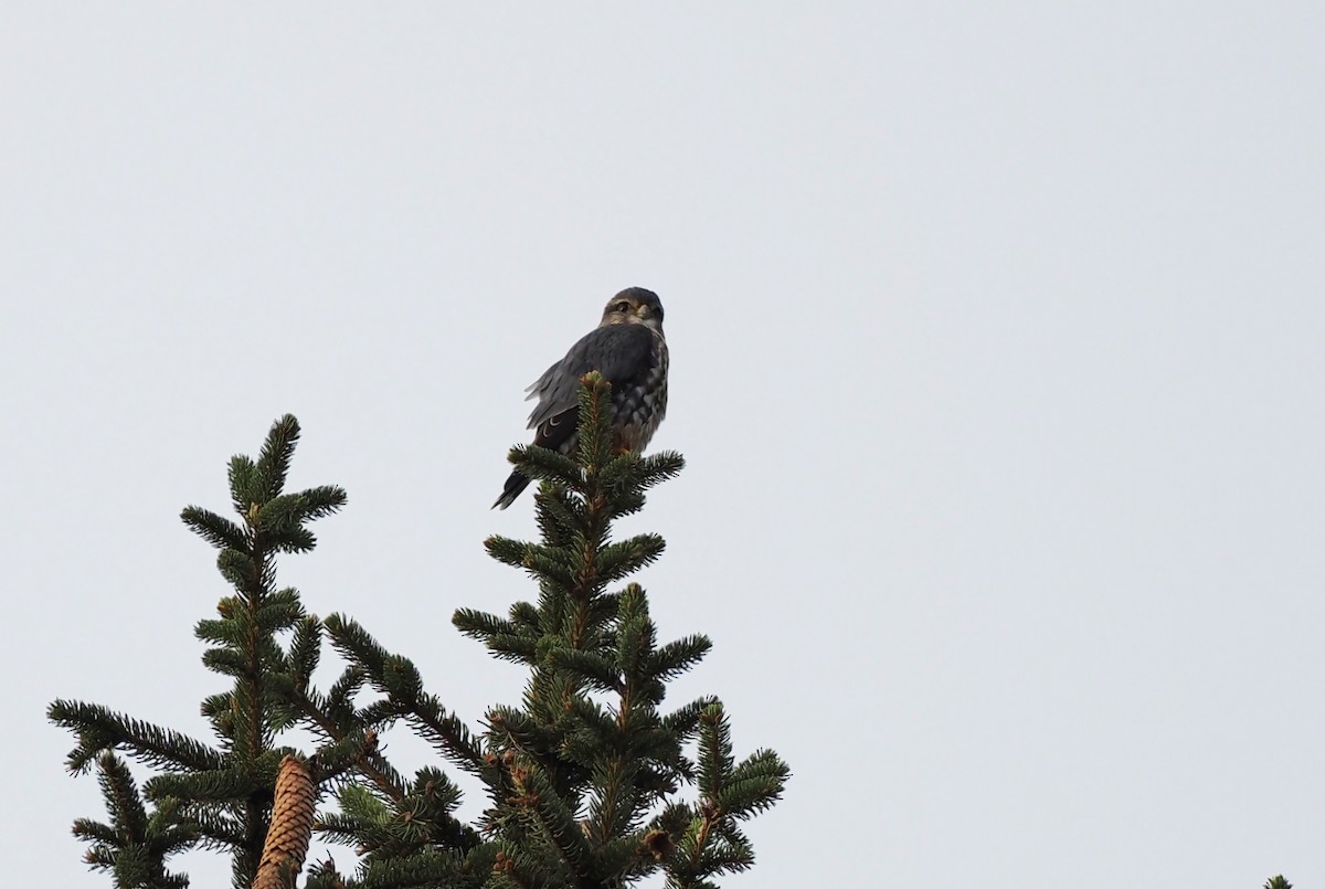 dřemlík tundrový - ML647086773