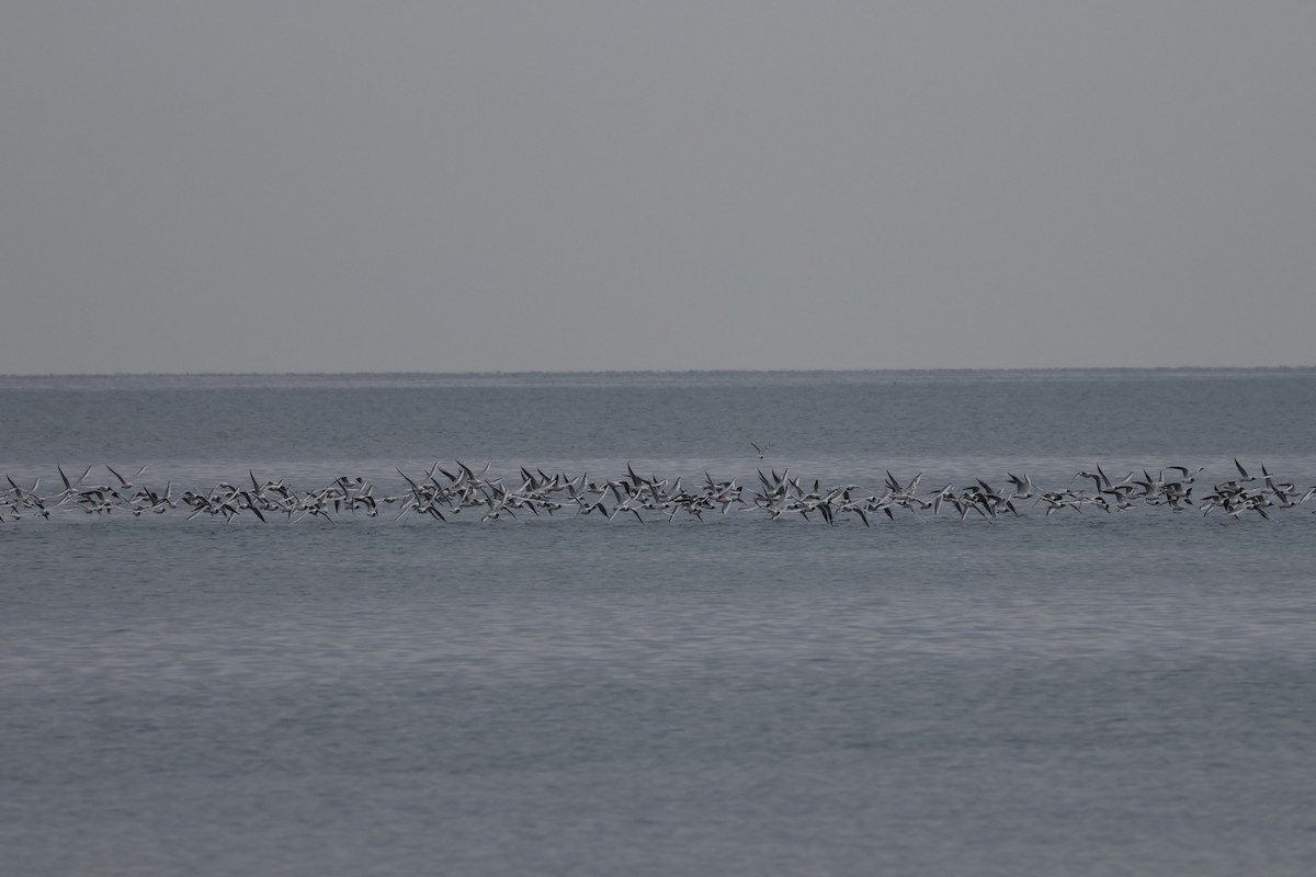Black-headed Gull - ML647086776