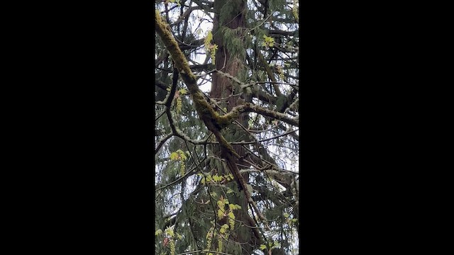 Dark-eyed Junco - ML647086777