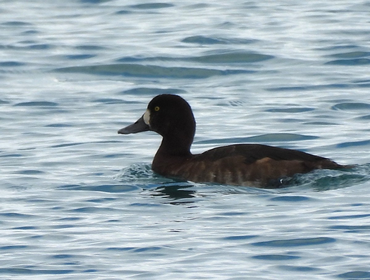 Porrón Bastardo - ML647086781