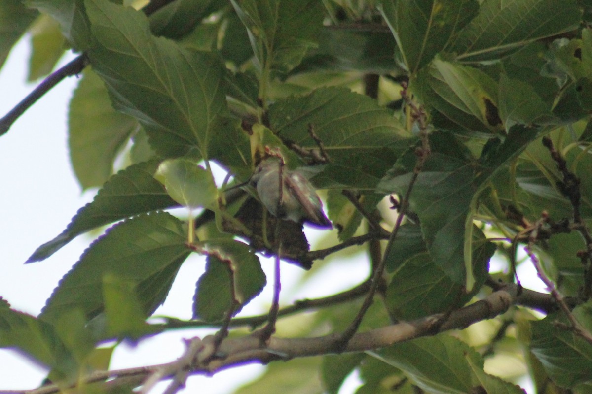 Anna's Hummingbird - ML647086782