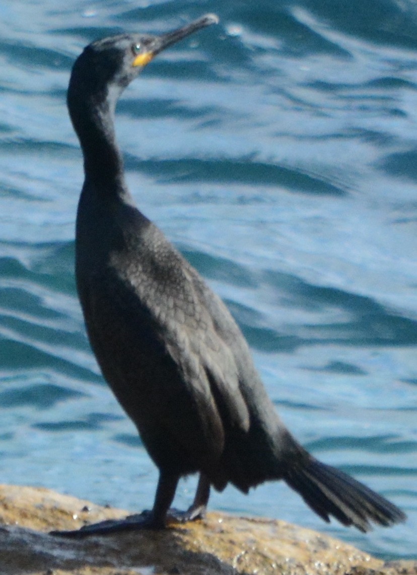 ヨーロッパヒメウ - ML647086790