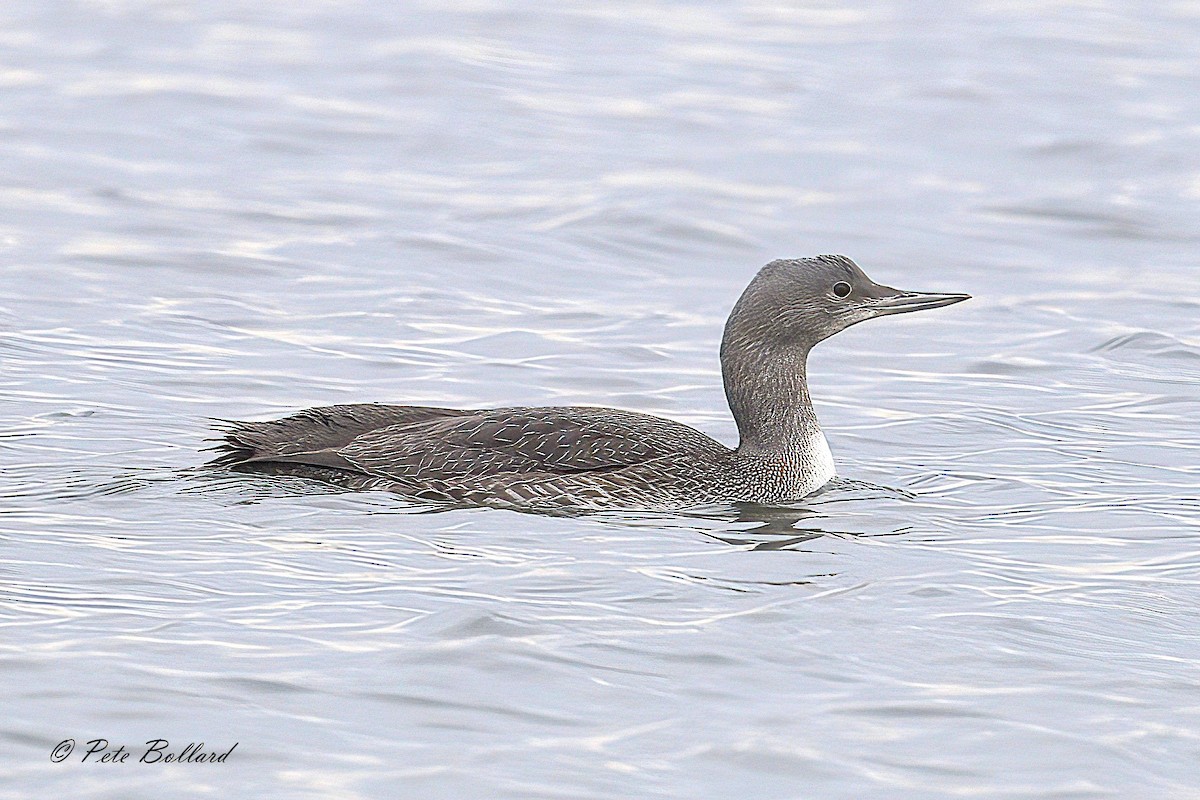 Sterntaucher - ML647086791