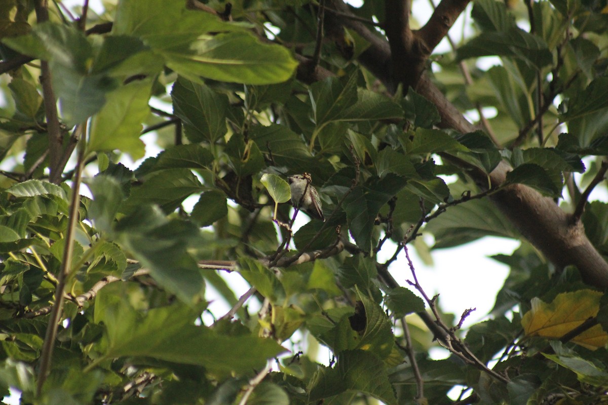 Anna's Hummingbird - ML647086794