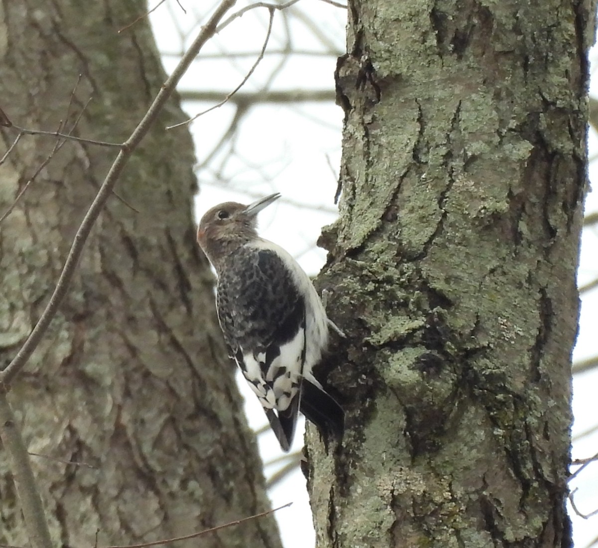 Red-headed Woodpecker - ML647086801