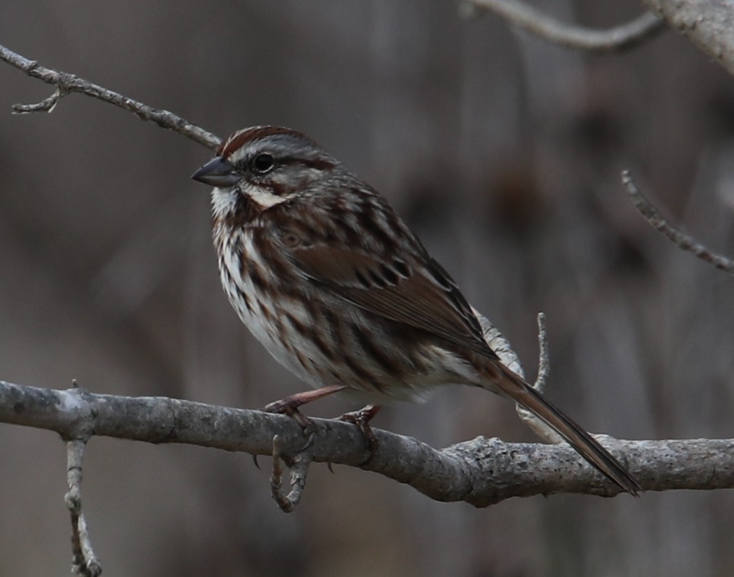 ウタスズメ - ML647086802