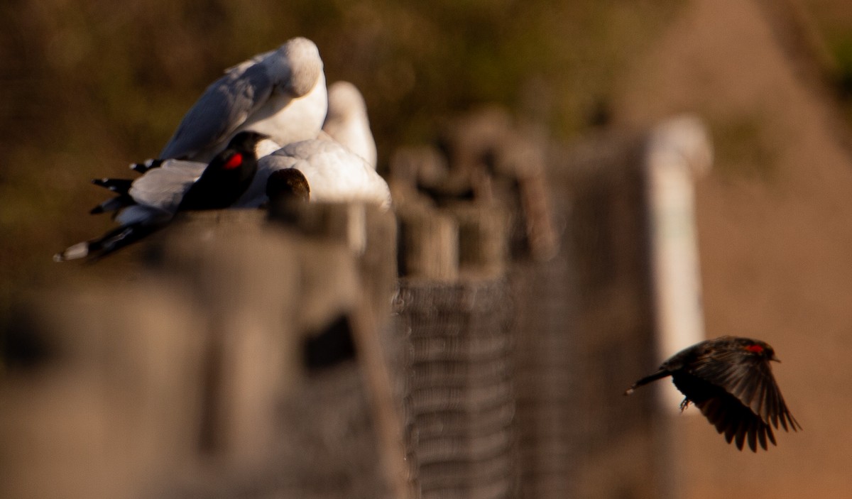 Red-winged Blackbird - ML647086804