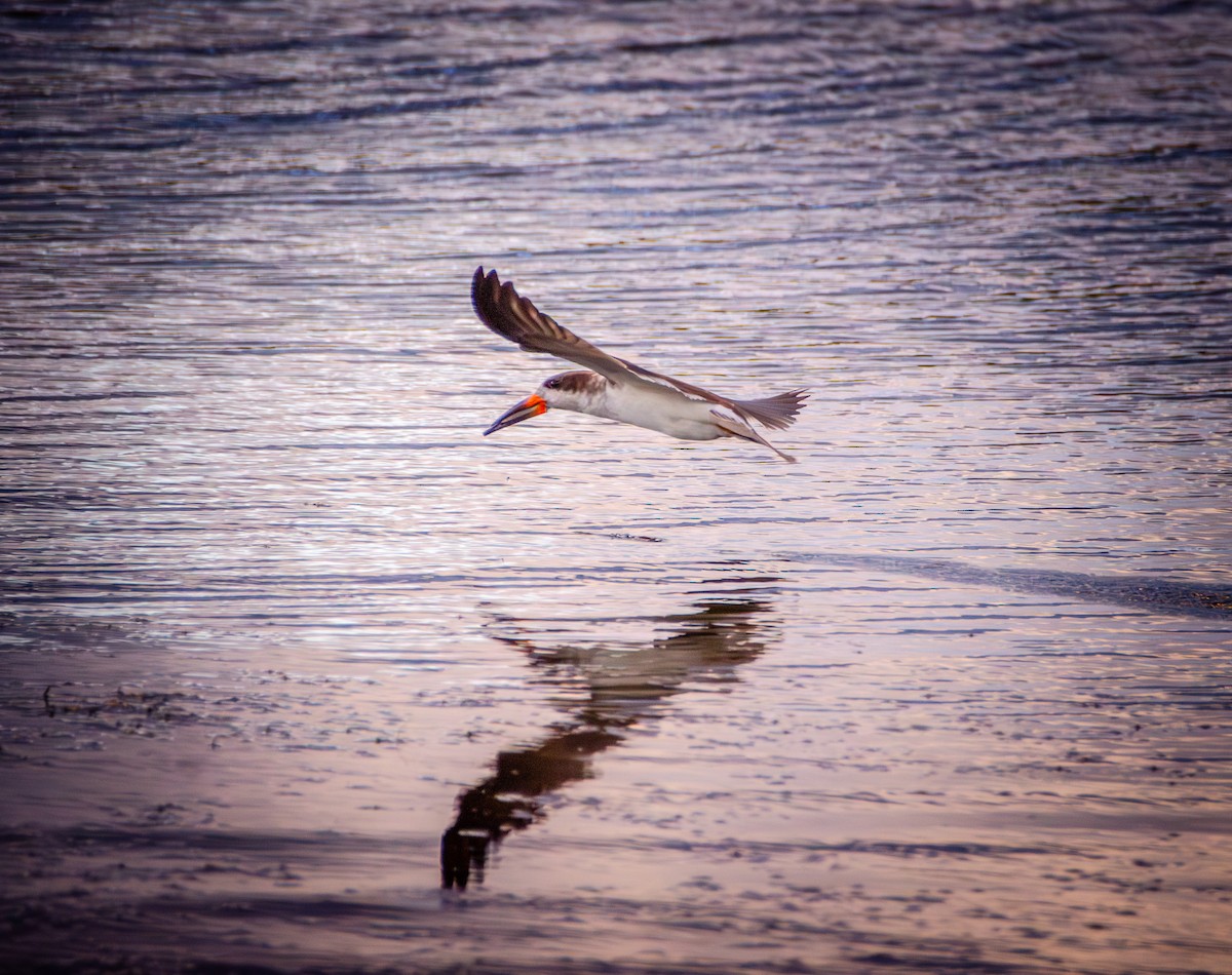 Black Skimmer - ML647086805