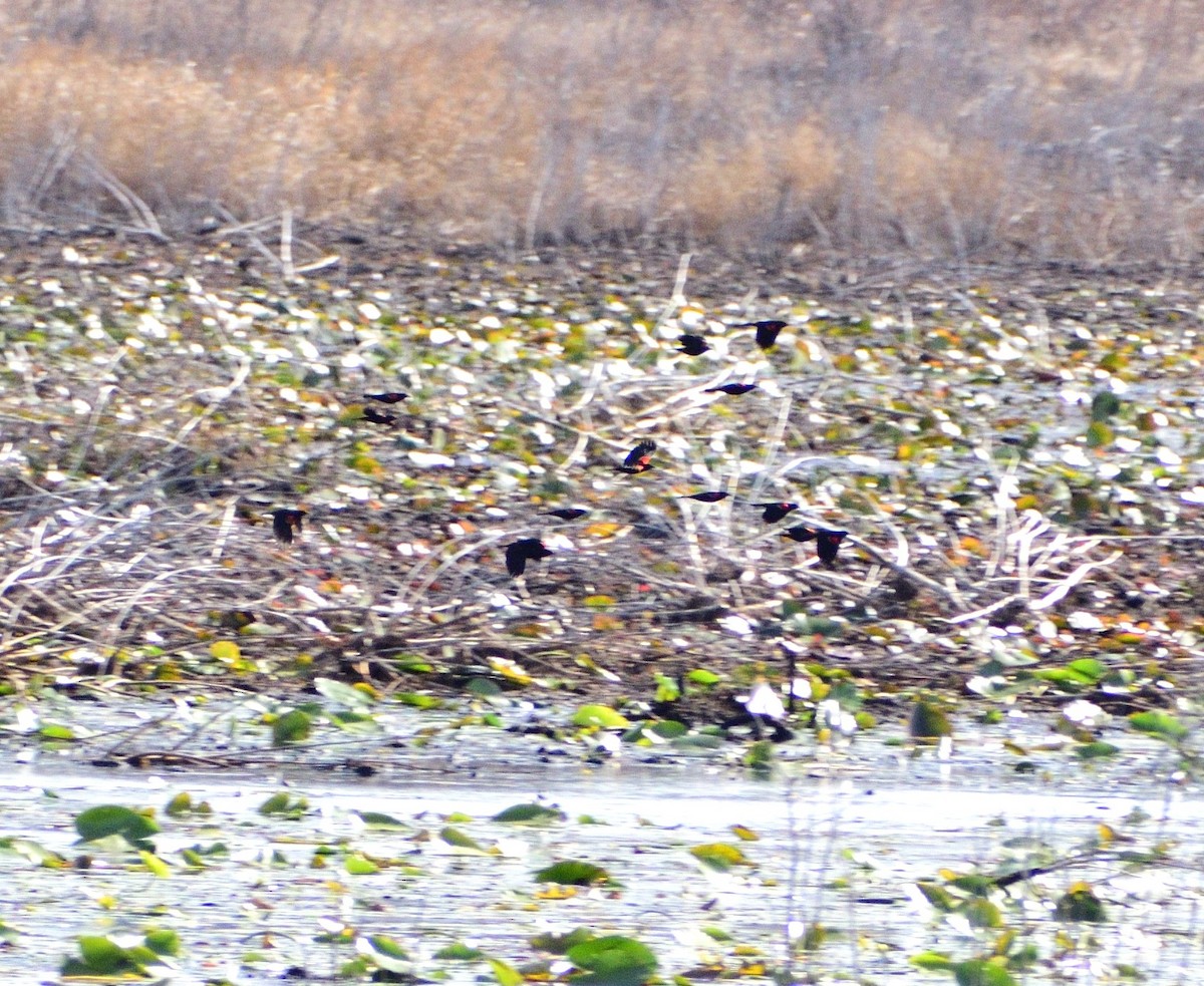 Red-winged Blackbird - ML647086812