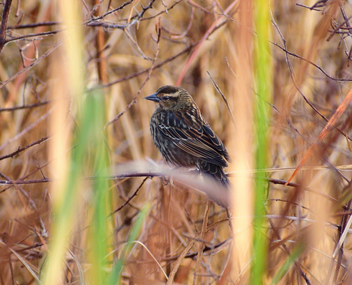 Red-winged Blackbird - ML647086813