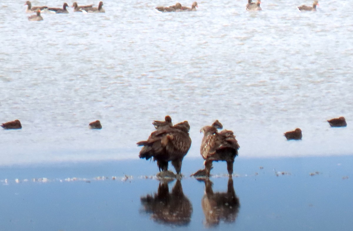 White-tailed Eagle - ML647086816