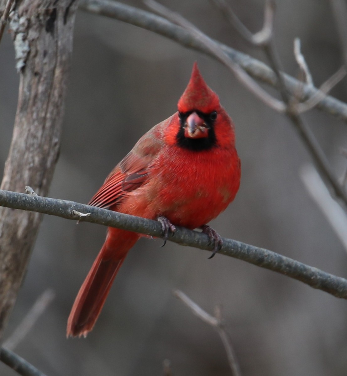 ショウジョウコウカンチョウ - ML647086822
