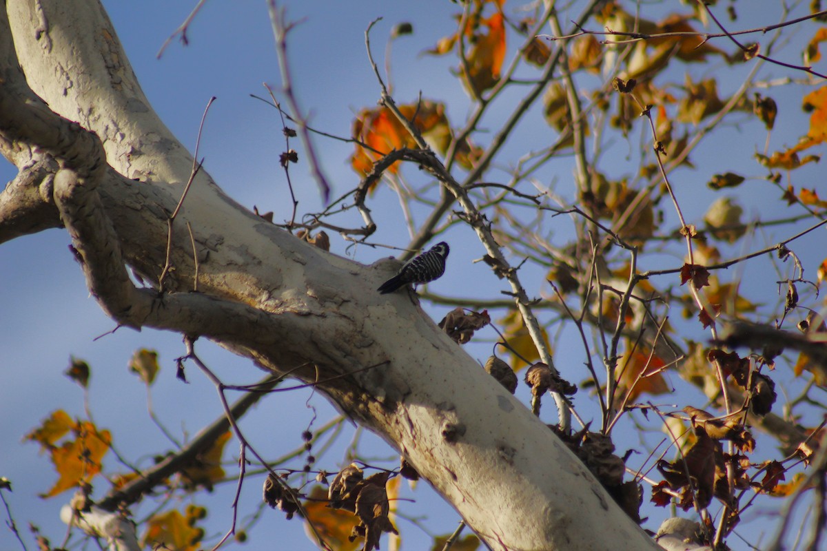 Nuttall's Woodpecker - ML647086827