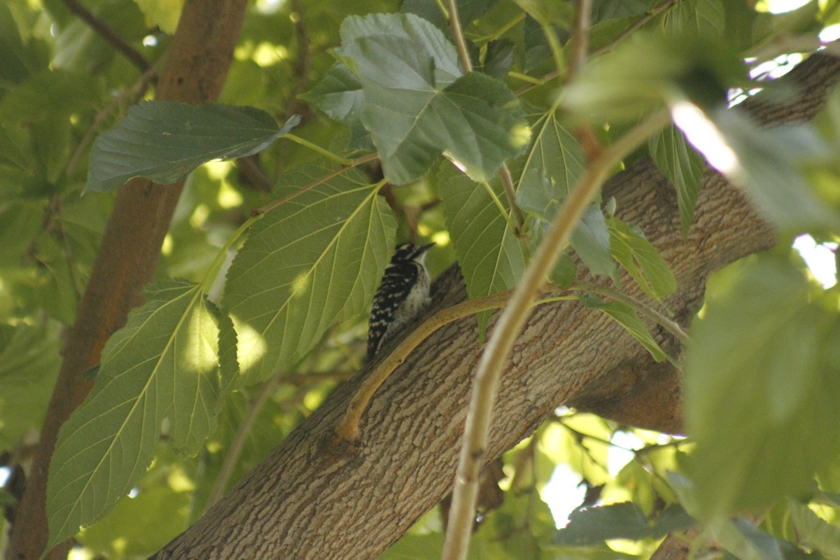 Nuttall's Woodpecker - ML647086833