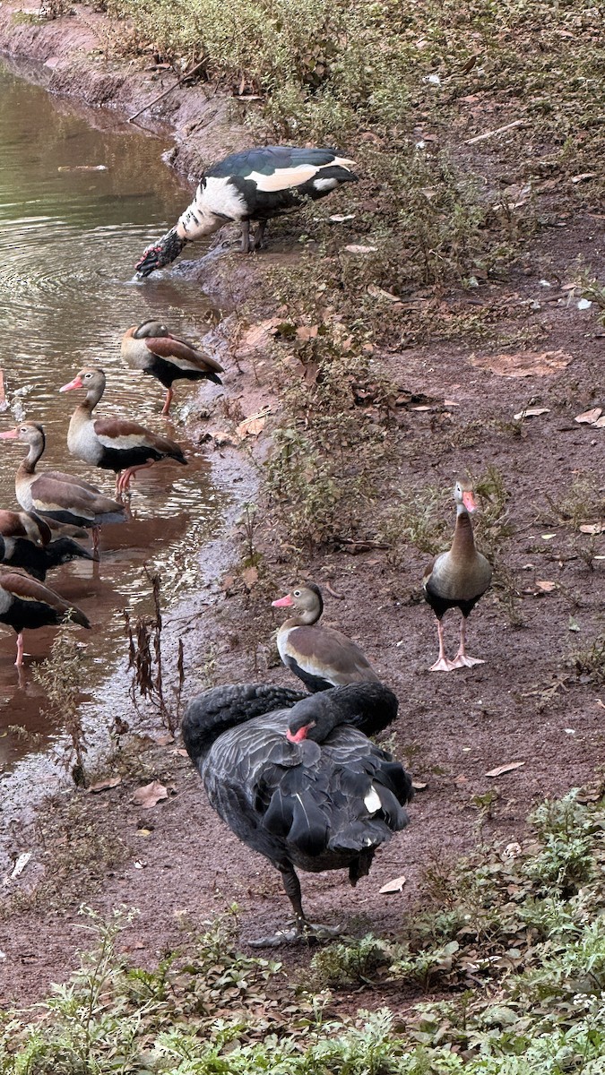 Black-bellied Whistling-Duck - ML647086834