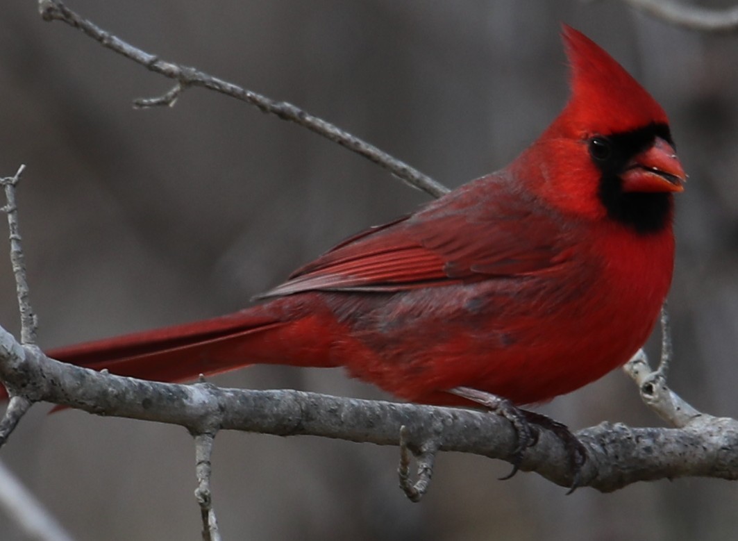 ショウジョウコウカンチョウ - ML647086836