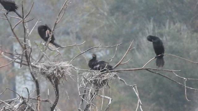 Neotropic Cormorant - ML647086837