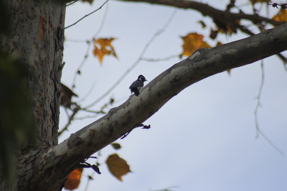 Nuttall's Woodpecker - ML647086840