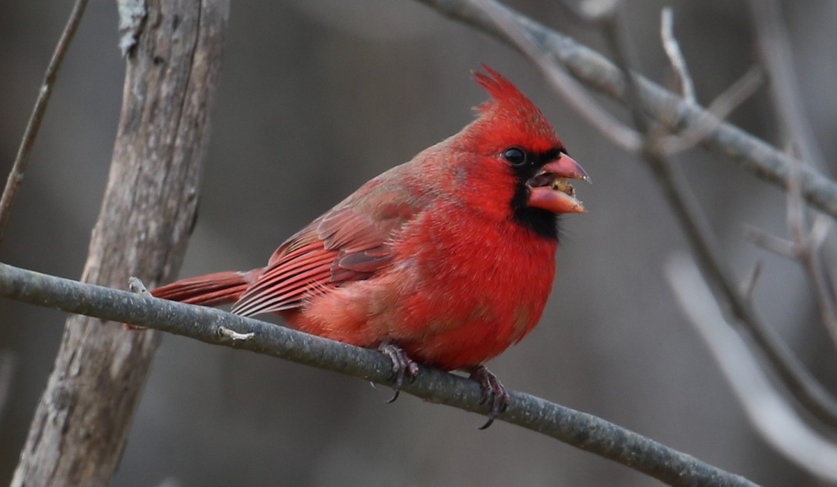 ショウジョウコウカンチョウ - ML647086852