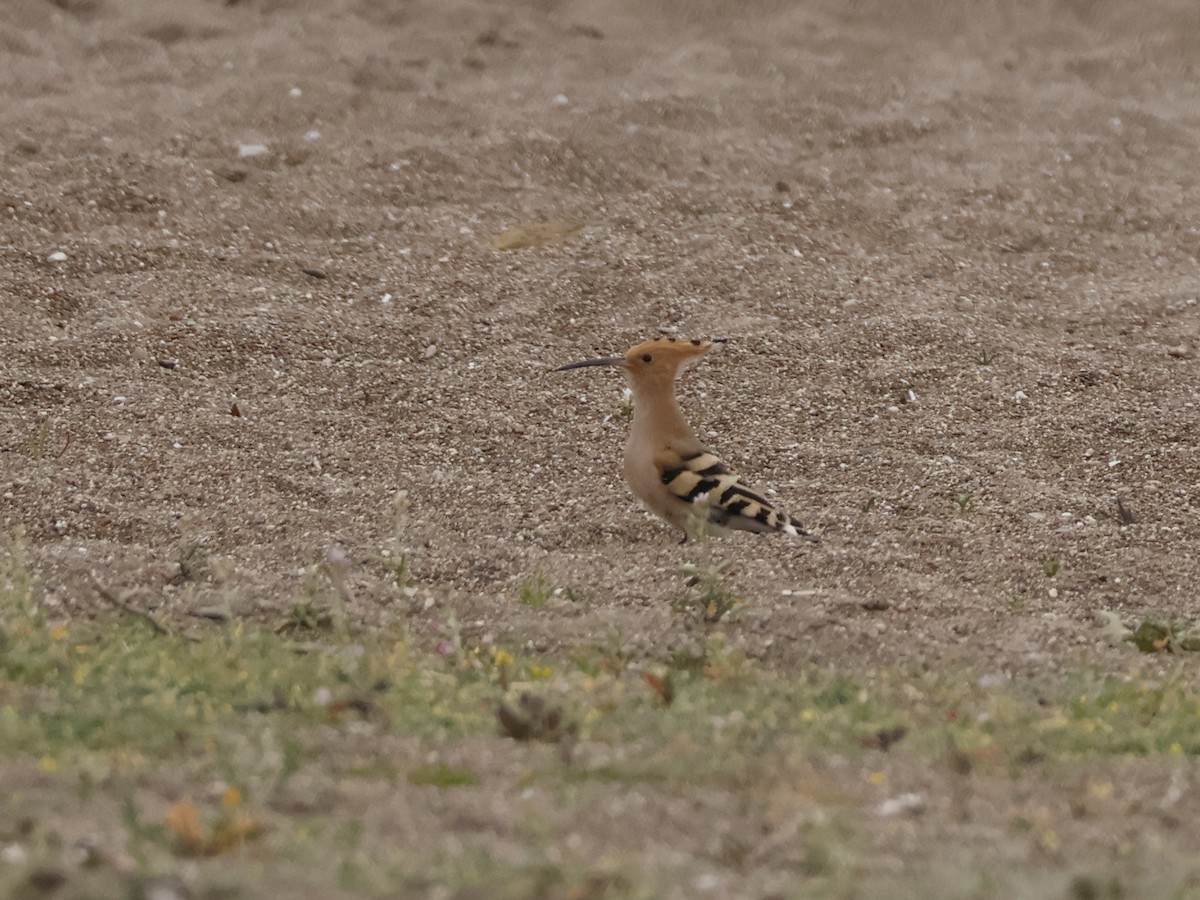 Common Hoopoe - ML647086859