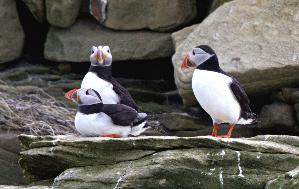 Atlantic Puffin - ML647086861