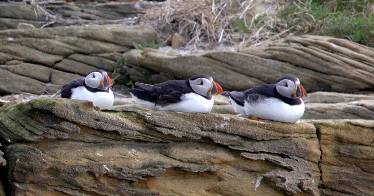 Atlantic Puffin - ML647086862