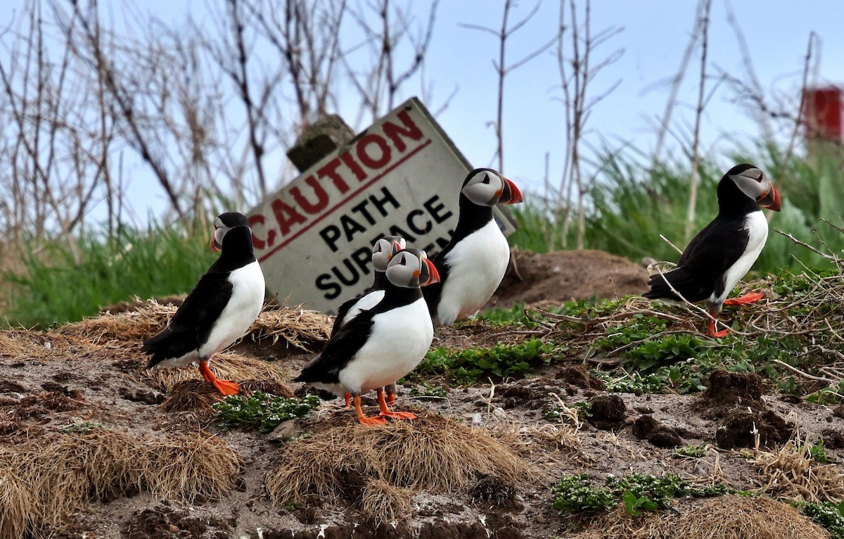 Atlantic Puffin - ML647086863