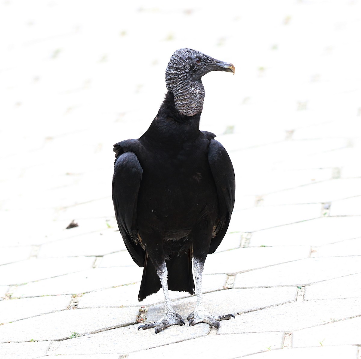 Black Vulture - ML647086865