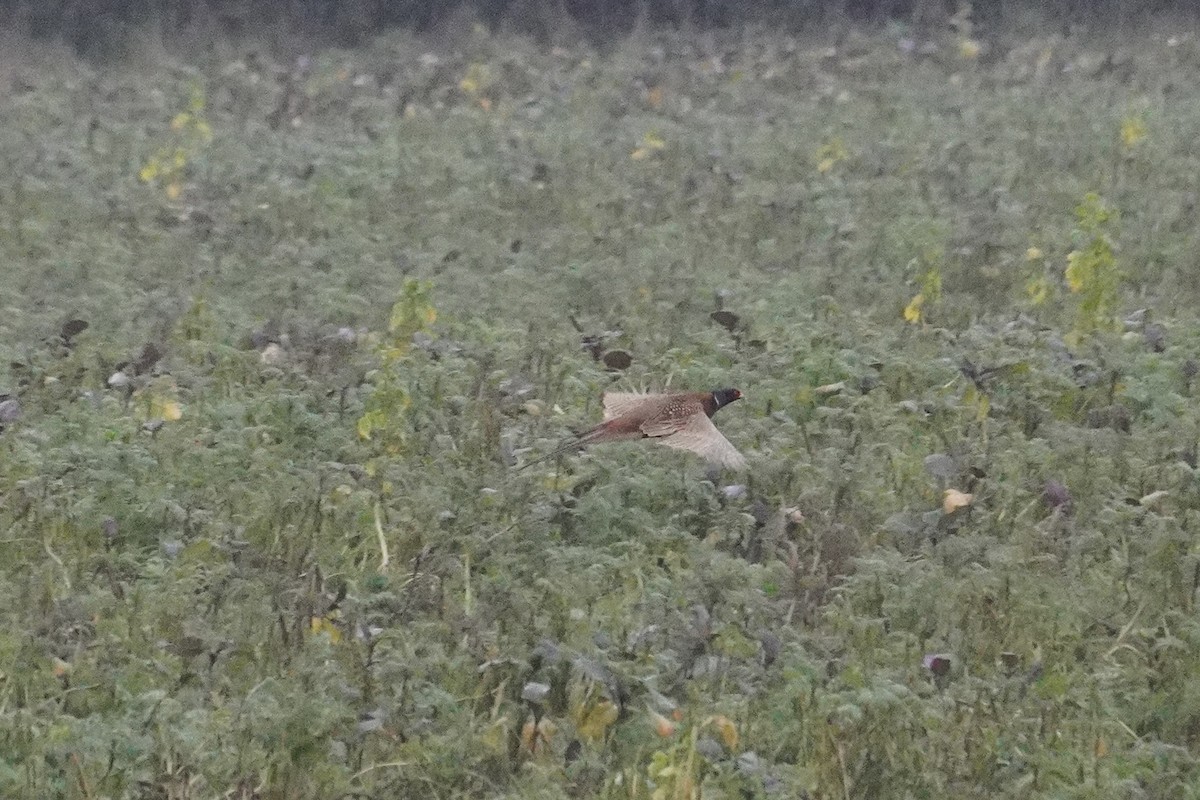 Ring-necked Pheasant - ML647086866