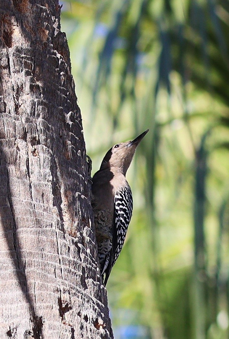 Gila Woodpecker - ML647086867