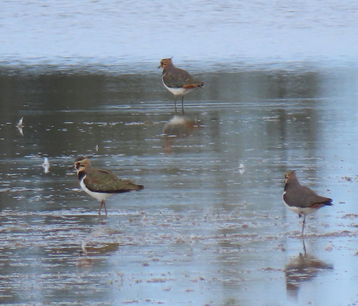 Northern Lapwing - ML647086880