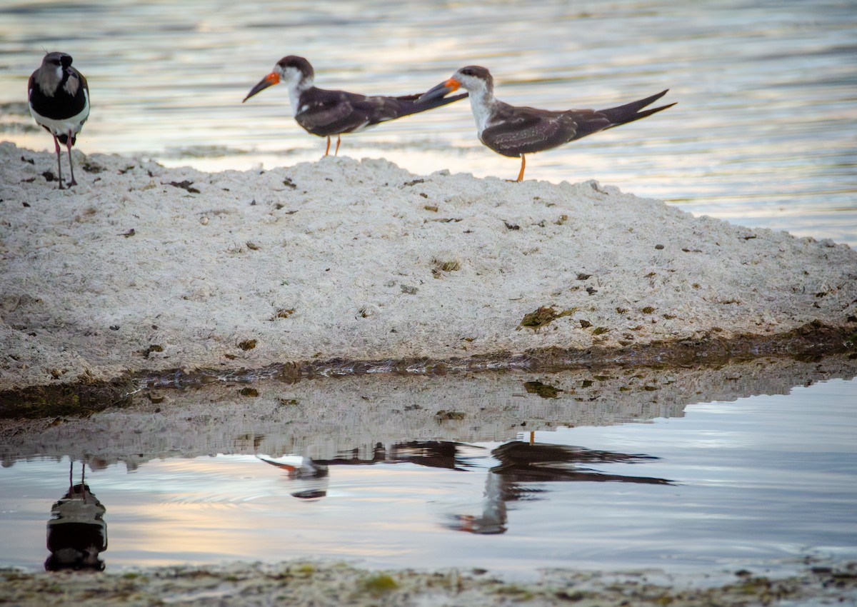 Black Skimmer - ML647086885