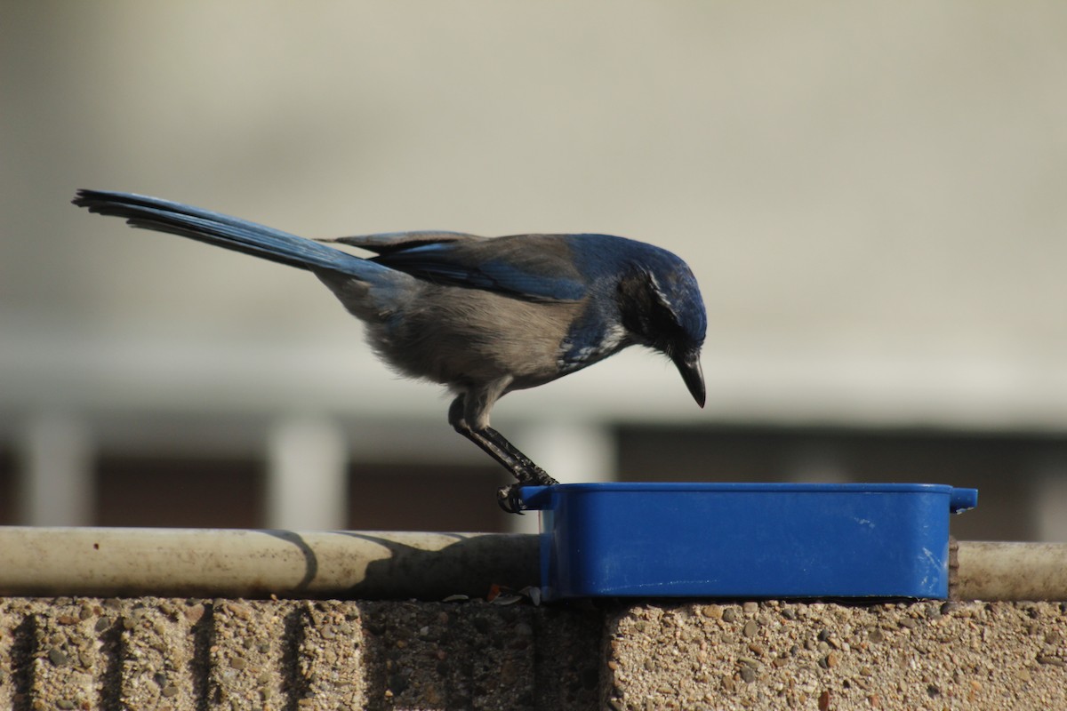 California Scrub-Jay - ML647086888
