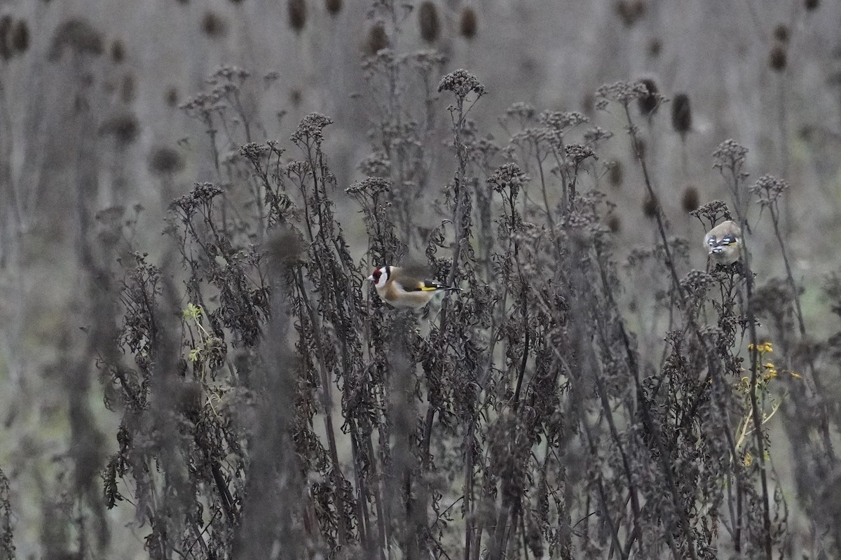 European Goldfinch - ML647086890