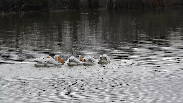 Pelikano zuri amerikarra - ML647086897