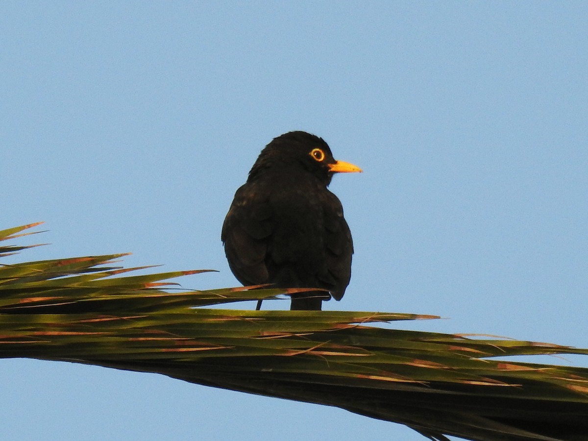Eurasian Blackbird - ML647086907