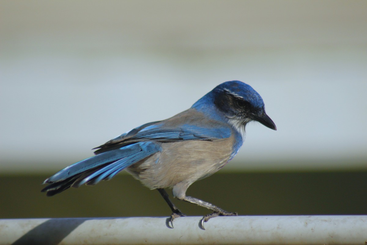 California Scrub-Jay - ML647086910