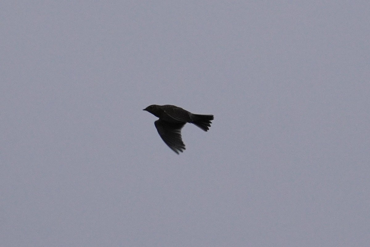 Eurasian Skylark - ML647086938