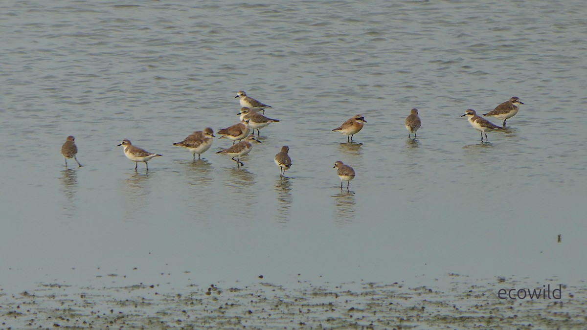 Tibet Cılıbıtı - ML647086954