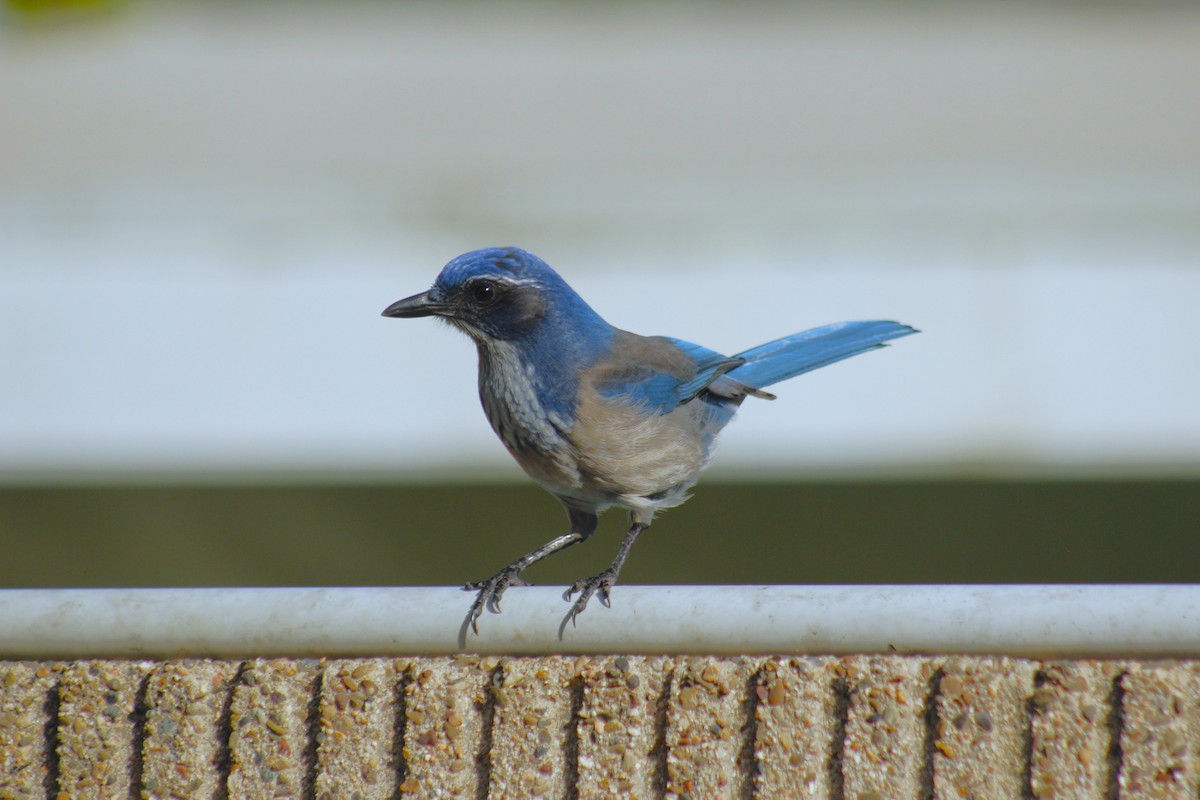 California Scrub-Jay - ML647086956