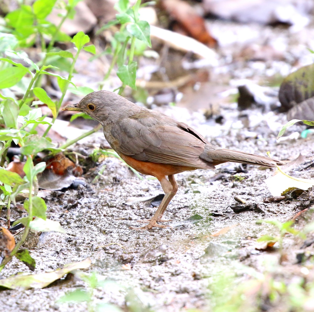 Rufous-bellied Thrush - ML647086957