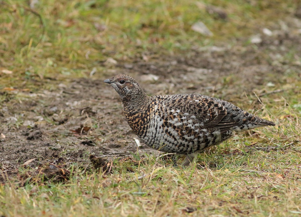 Spruce Grouse - ML647086959