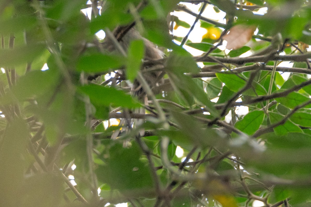 Silvery-throated Spinetail - ML647086960