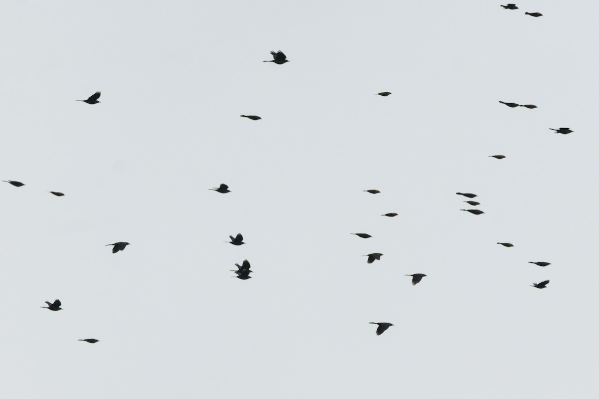 Red-winged Blackbird - ML647086962