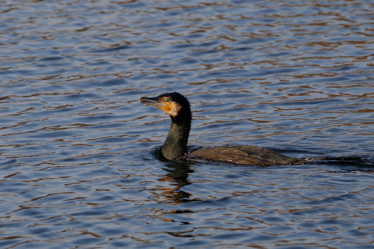 Kormoran (carbo/sinensis) - ML647086963