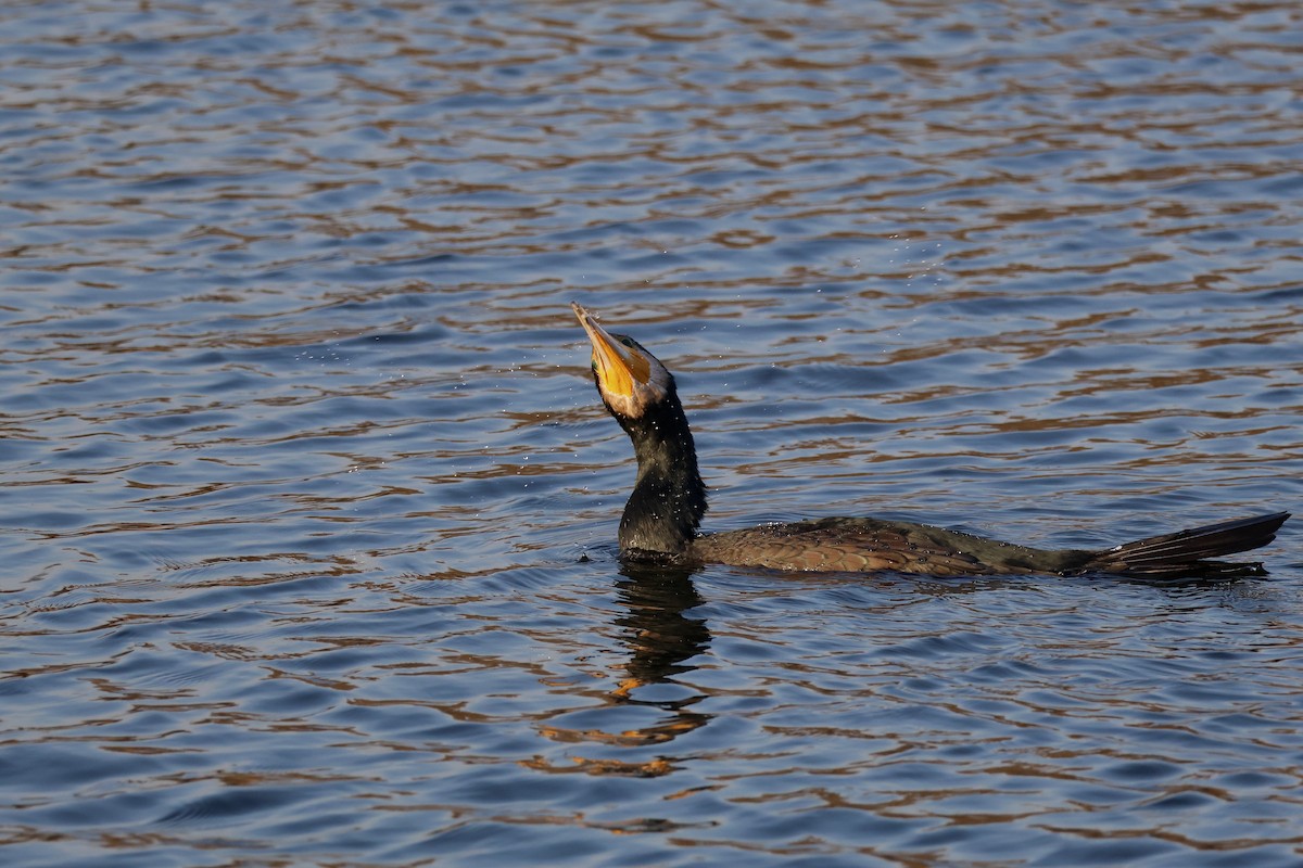 Kormoran (carbo/sinensis) - ML647086964