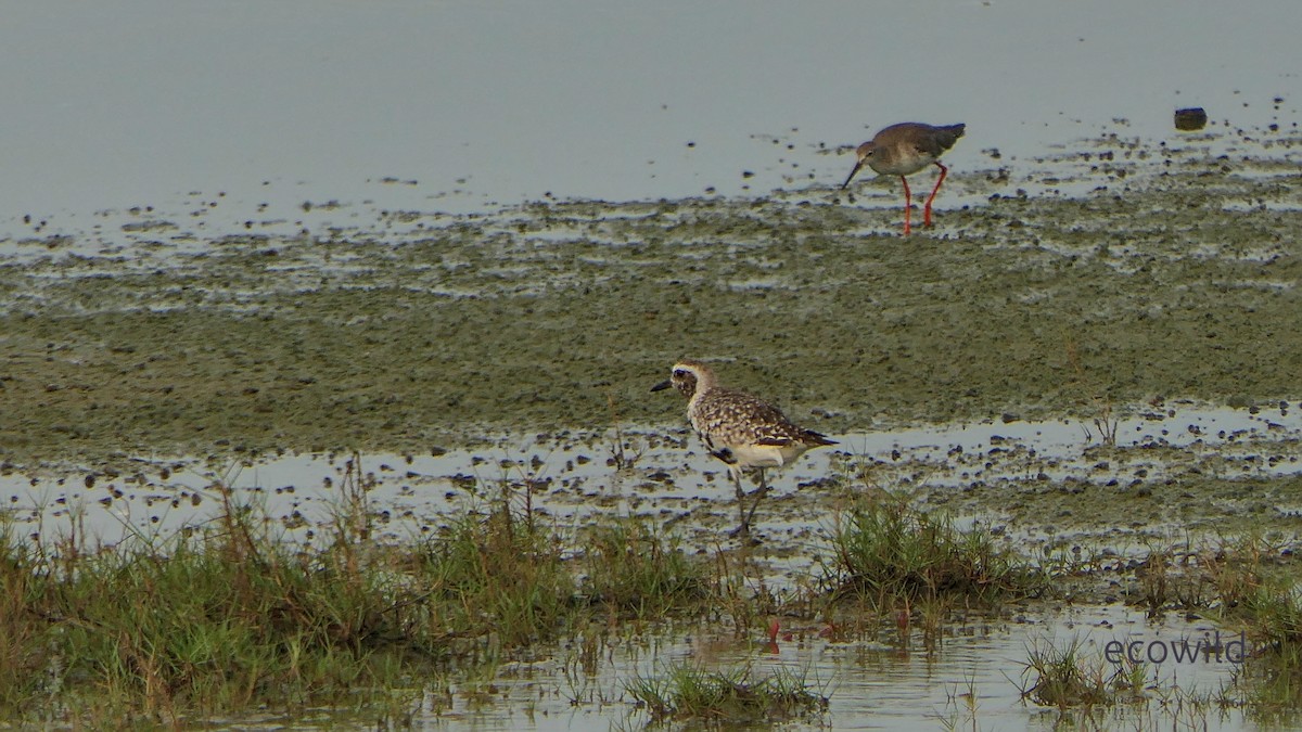 Сивка морська - ML647086965