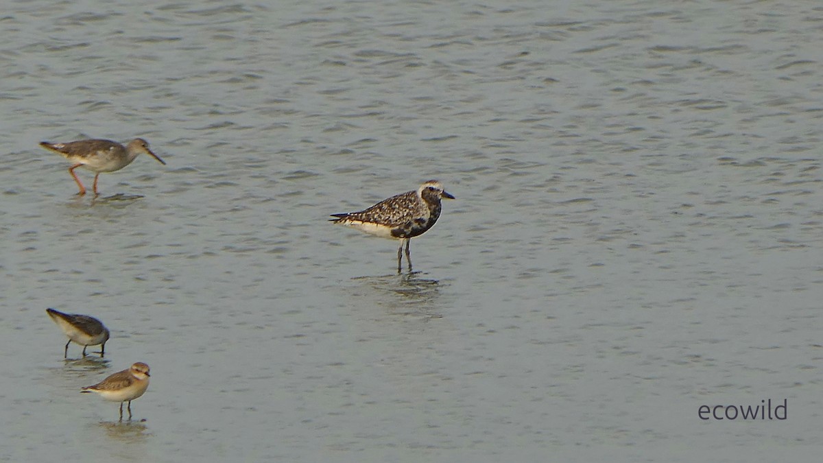 Сивка морська - ML647086969