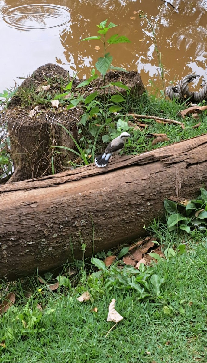 Masked Water-Tyrant - ML647086973