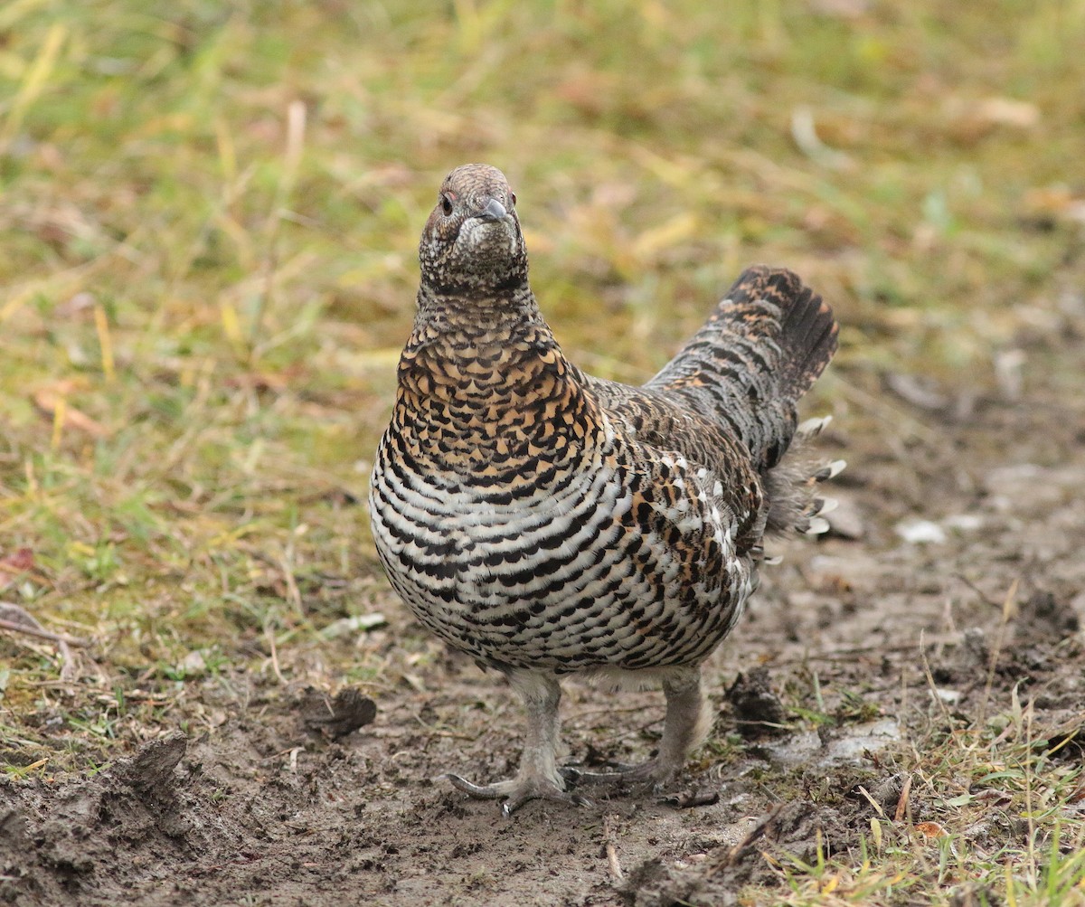 Spruce Grouse - ML647086975